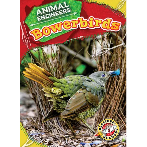 Bowerbirds