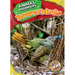Bowerbirds