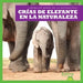 Crías de Elefante En La Naturaleza (Elephant Calves in the Wild)