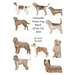 Vulnerable Native Dog Breeds: of the UK 2020