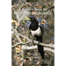 A Birder's Guide to Southern California