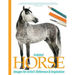 Isolated Horse Images for Artist's Reference and Inspiration