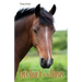 Let's Hear It for the Horses