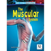 The Muscular System