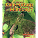 What Are Camouflage & Mimicry?