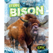 Steppe Bison