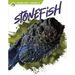 Stonefish