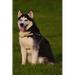 Husky: This Is a General Name for a Sled-Type of Dog Used in Northern Regions, Differentiated from Other Sled-Dog Types by Th