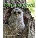 Otis the Owl