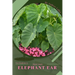 Elephant Ear: Plant Guide