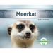 Meerkat