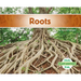 Roots