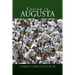 Cotton in Augusta