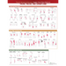 Travell, Simons & Simons' Trigger Point Pain Patterns Wall Chart: Trunk, Pelvis, and Lower Limb