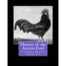 History of the Ancona Fowl: Chicken Breeds Book 31