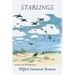 Starlings