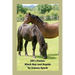 Jill's Ponies: Black Boy and Rapide