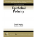 Epithelial Polarity