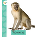 Monkeys