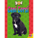 Cani Corsi