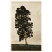 God Is a Tree: and Other Middle-Aged Prayers