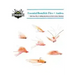 Essential Bonefish Flies - Andros: A guide to tying the 7 must have flies for Andros Island, Bahamas