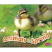 Animals in Spring
