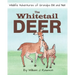 The Whitetail Deer