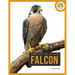 Falcon