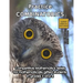 Practice Combinatorics: Level 2 (ages 9 to 11)