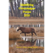 Identifying Chincoteague Ponies 2020
