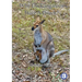 Why Do Kangaroos Have A Pouch?