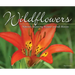 Wildflowers: Nature's Stunning Beauty on Display