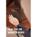 Reiki For The Quarter Horse