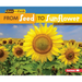 From Seed to Sunflower