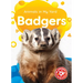 Badgers