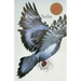 Pigeon