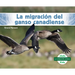La Migración del Ganso Canadiense (Canada Goose Migration)