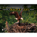 Inside a Bald Eagle's Nest: A Photographic Journey Through the American Bald Eagle Nesting Season