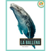 La Ballena: Spanish Edition