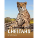 Cheetahs