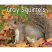 Gray Squirrels