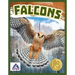 Falcons