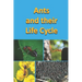 Ants and their Life Cycle