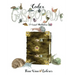 Codex Gastropoda: A Visual Meditation