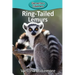 Ring-Tailed Lemurs