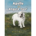 Apollo the Angora Goat