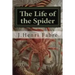 The Life of the Spider