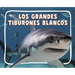Los Grandes Tiburones Blancos (Great White Sharks)