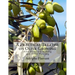 A Practical Treatise on Olive Growing: Also Olive Oil Making and Olive Pickling